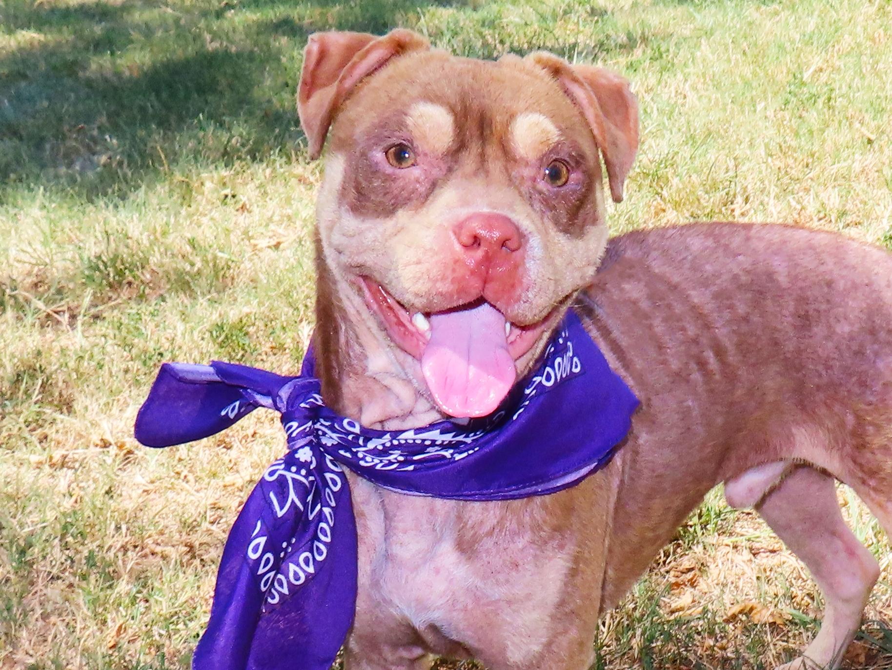 Enlarge Beowulf 26C-205, a ADOPTABLE mixed breed in Rogers, AR image 1/5