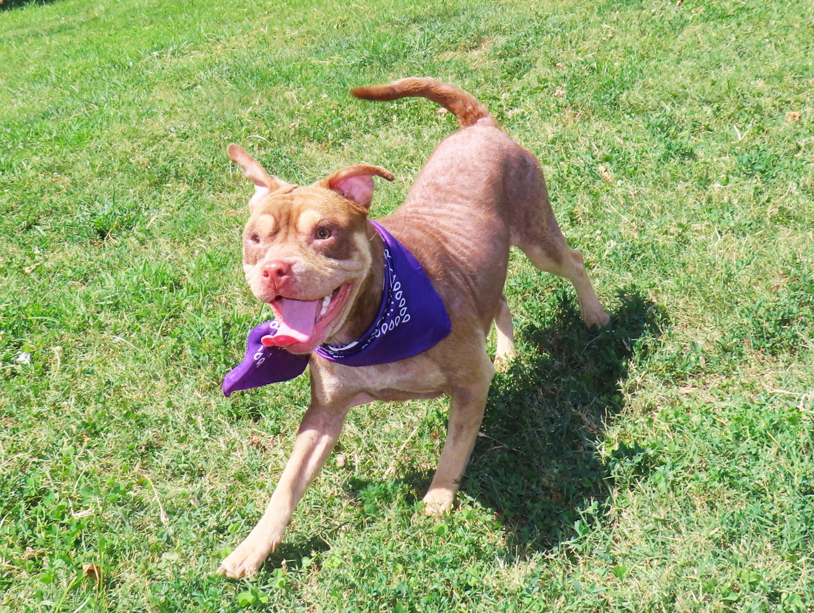 Enlarge Beowulf 26C-205, a ADOPTABLE mixed breed in Rogers, AR image 5/5