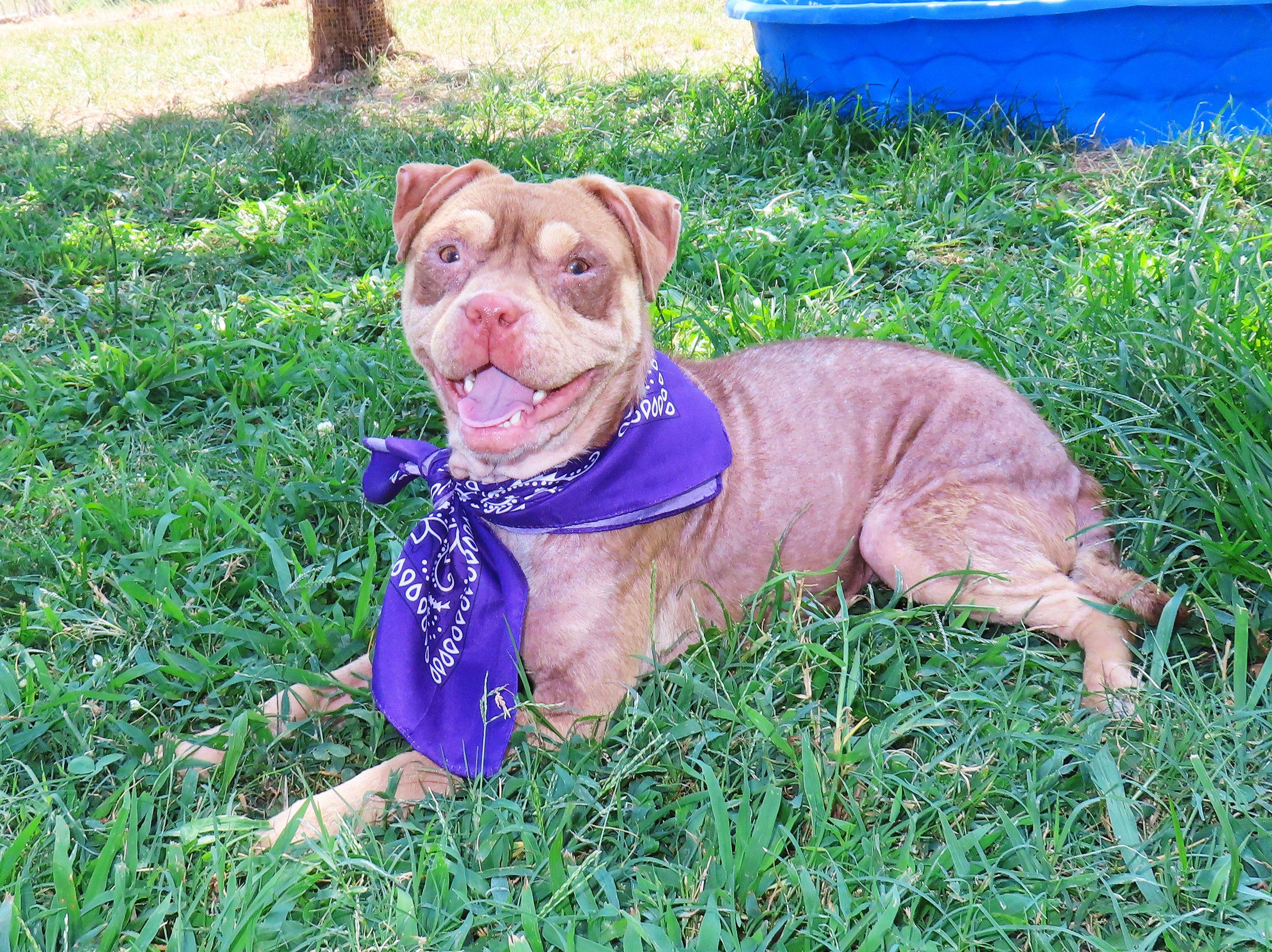 Enlarge Beowulf 26C-205, a ADOPTABLE mixed breed in Rogers, AR image 4/5