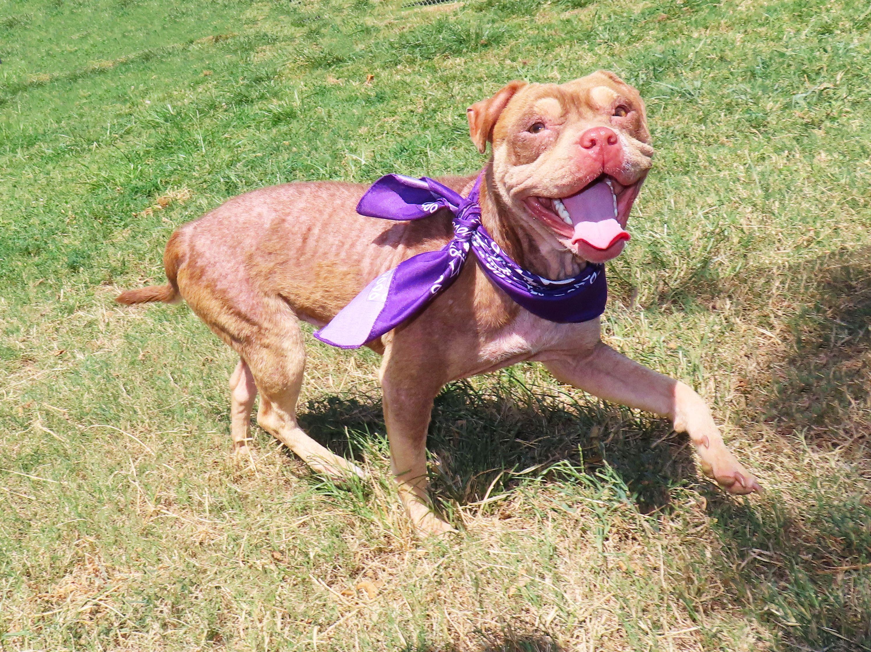 Enlarge Beowulf 26C-205, a ADOPTABLE mixed breed in Rogers, AR image 2/5