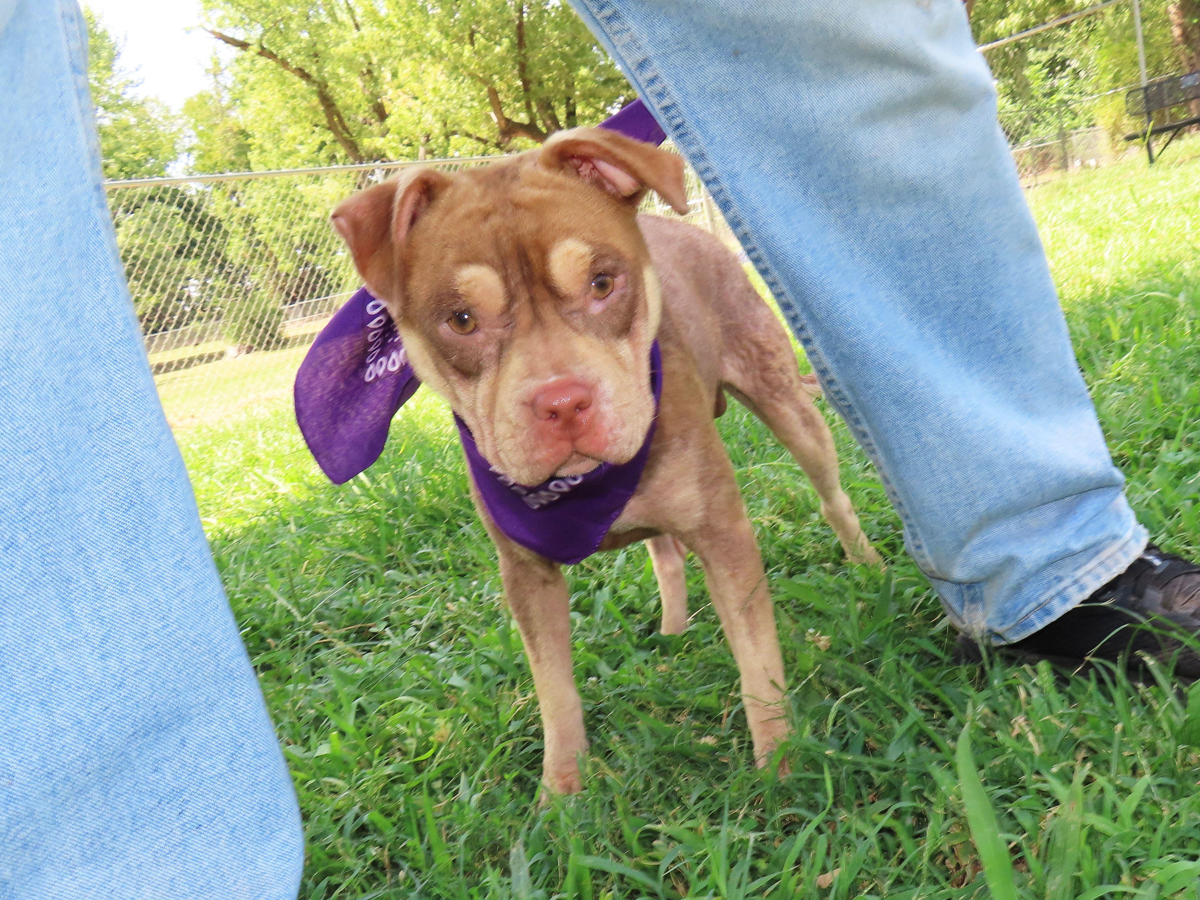 Enlarge Beowulf 26C-205, a ADOPTABLE mixed breed in Rogers, AR image 3/5