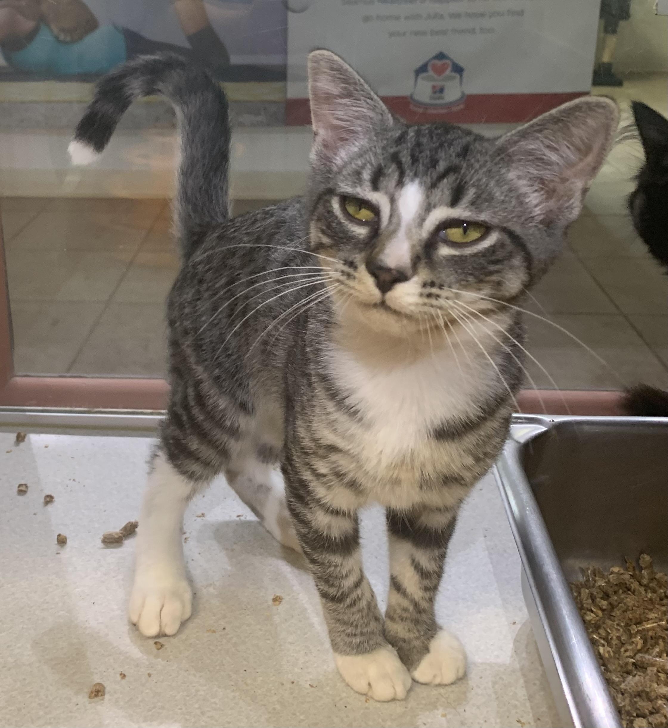 Beans, an adopted mixed breed in Massena, NY image 2/2