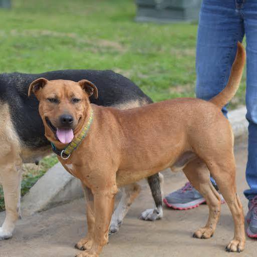 Barnum, Adoptable, Adult Male Black Mouth Cur & American Staffordshire Terrier.