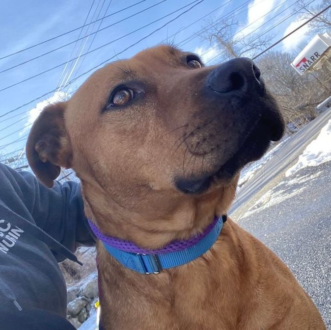 Barnum, a Adoptable mixed breed in Rochester, NY image 2/4