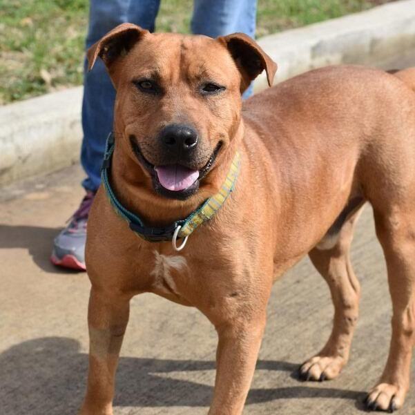 Barnum, a Adoptable mixed breed in Rochester, NY image 3/4