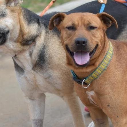 Barnum, a Adoptable mixed breed in Rochester, NY image 4/4