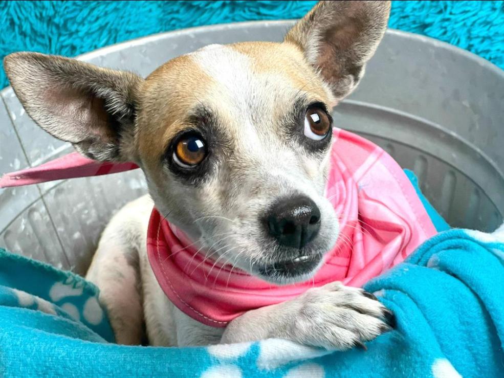 Bess -an angel with fur and the most beautiful soul!, a Adoptable mixed breed in St Augustine, FL image 3/6