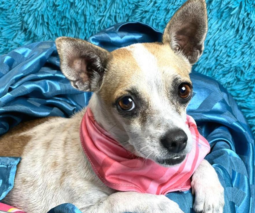 Bess -an angel with fur and the most beautiful soul!, a Adoptable mixed breed in St Augustine, FL image 4/6