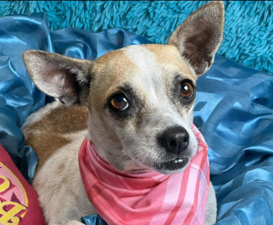 Bess -an angel with fur and the most beautiful soul!, a Adoptable mixed breed in St Augustine, FL image 5/6