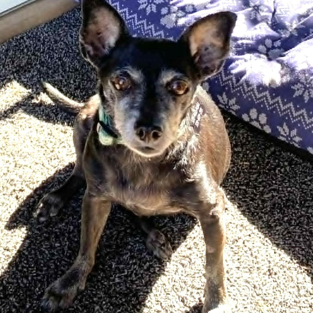 MR WILSON, a ADOPTABLE Chihuahua in Marana, AZ image 4/5
