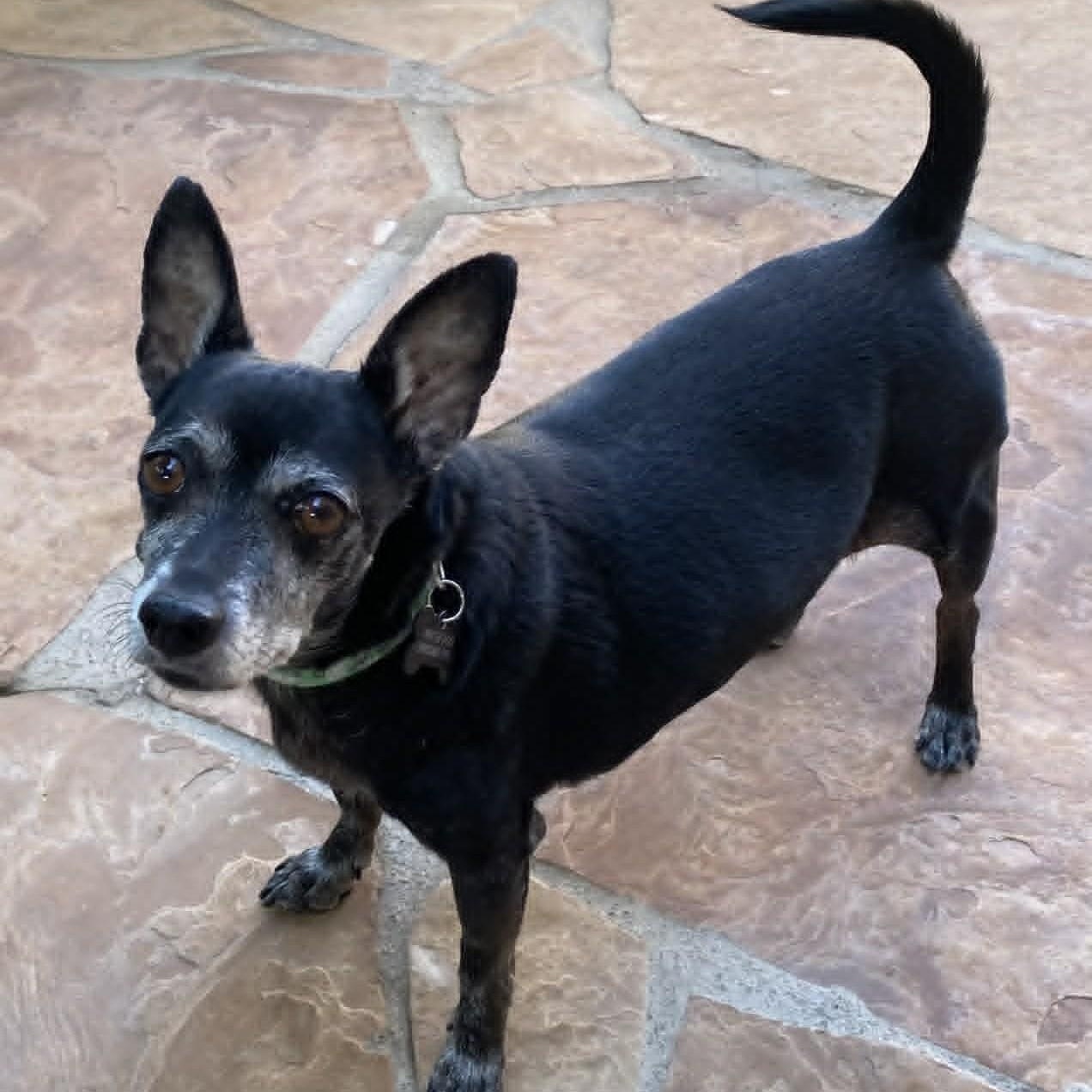 MR WILSON, a ADOPTABLE Chihuahua in Marana, AZ image 2/5