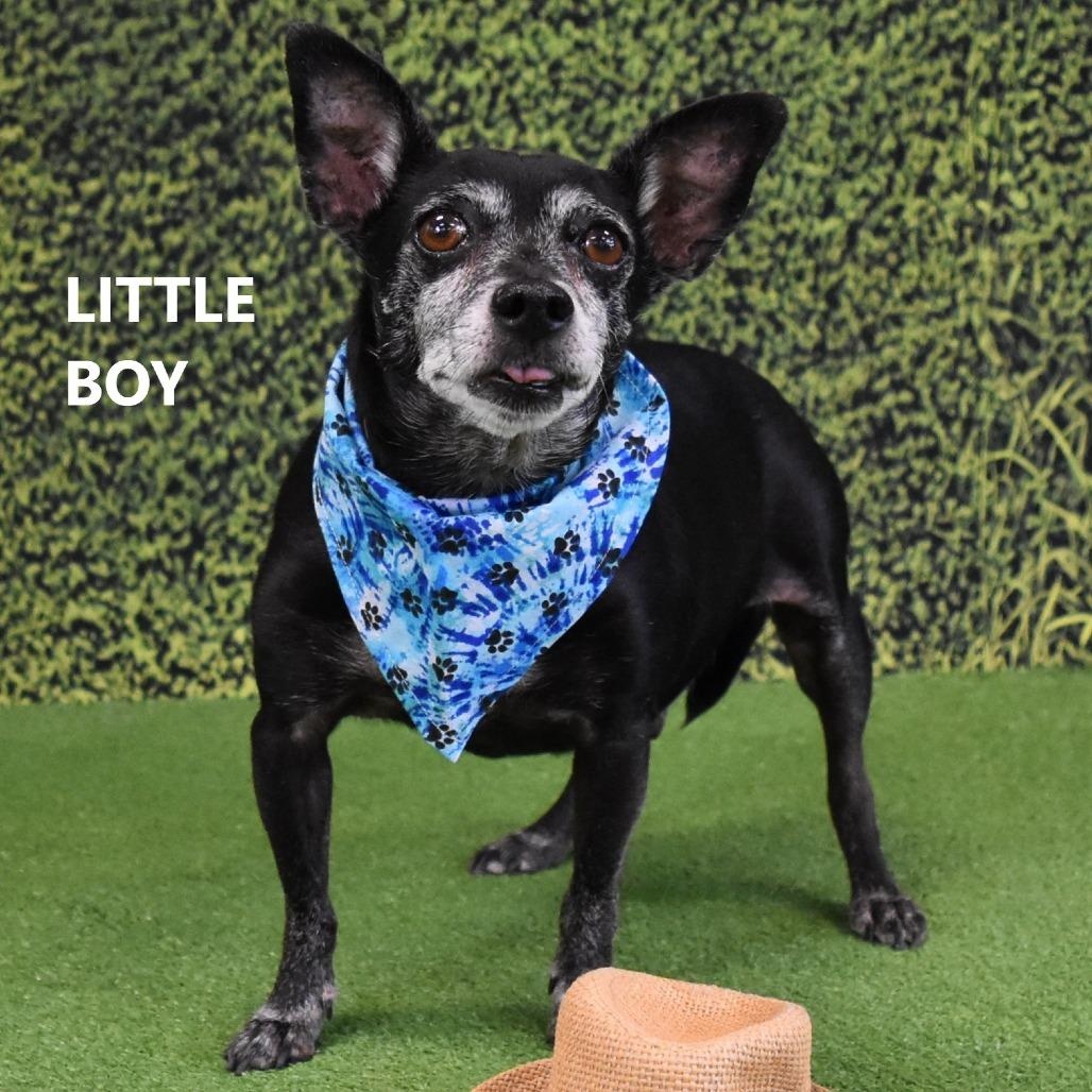 MR WILSON, a ADOPTABLE Chihuahua in Marana, AZ image 3/5