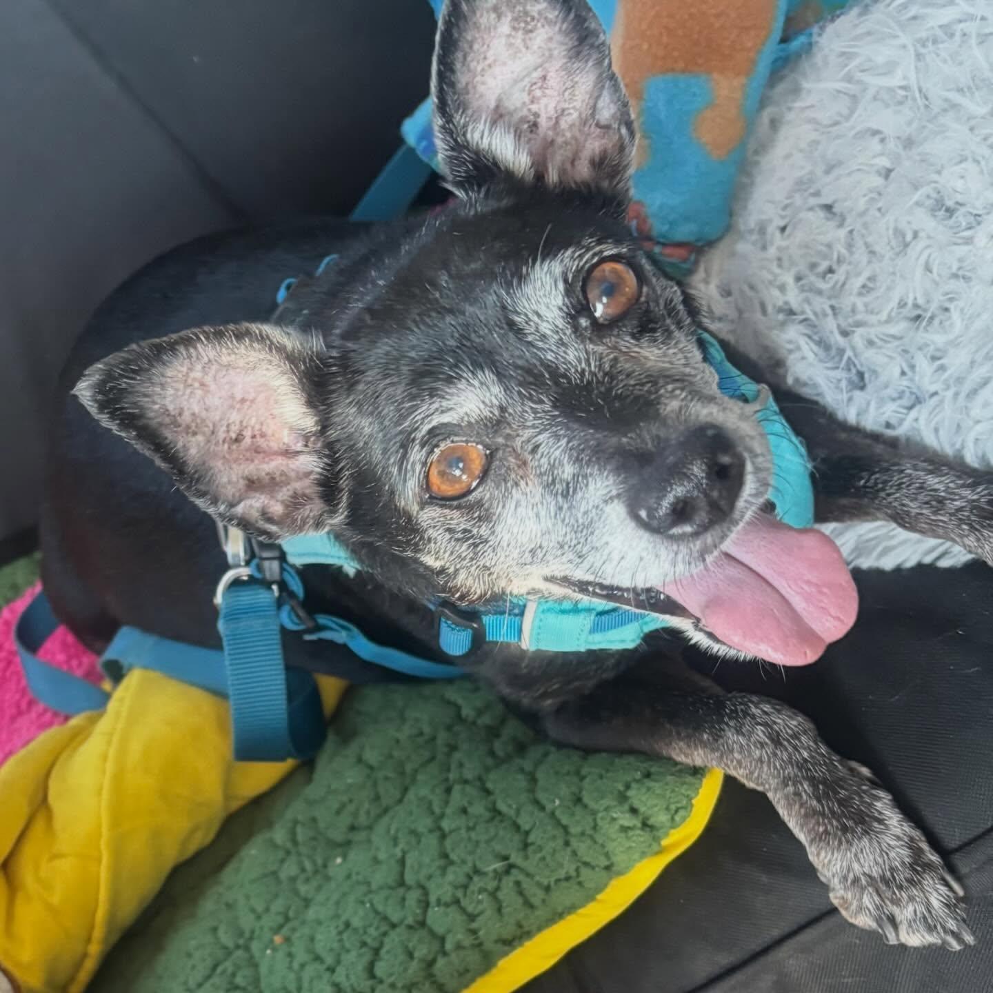 MR WILSON, a ADOPTABLE Chihuahua in Marana, AZ image 1/5