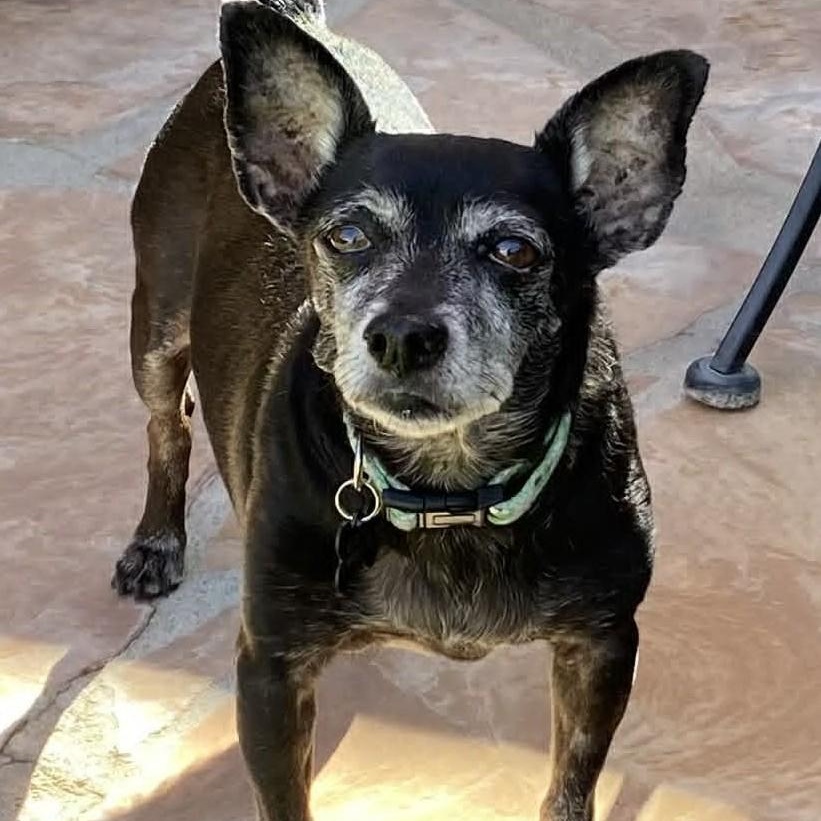MR WILSON, a ADOPTABLE Chihuahua in Marana, AZ image 5/5