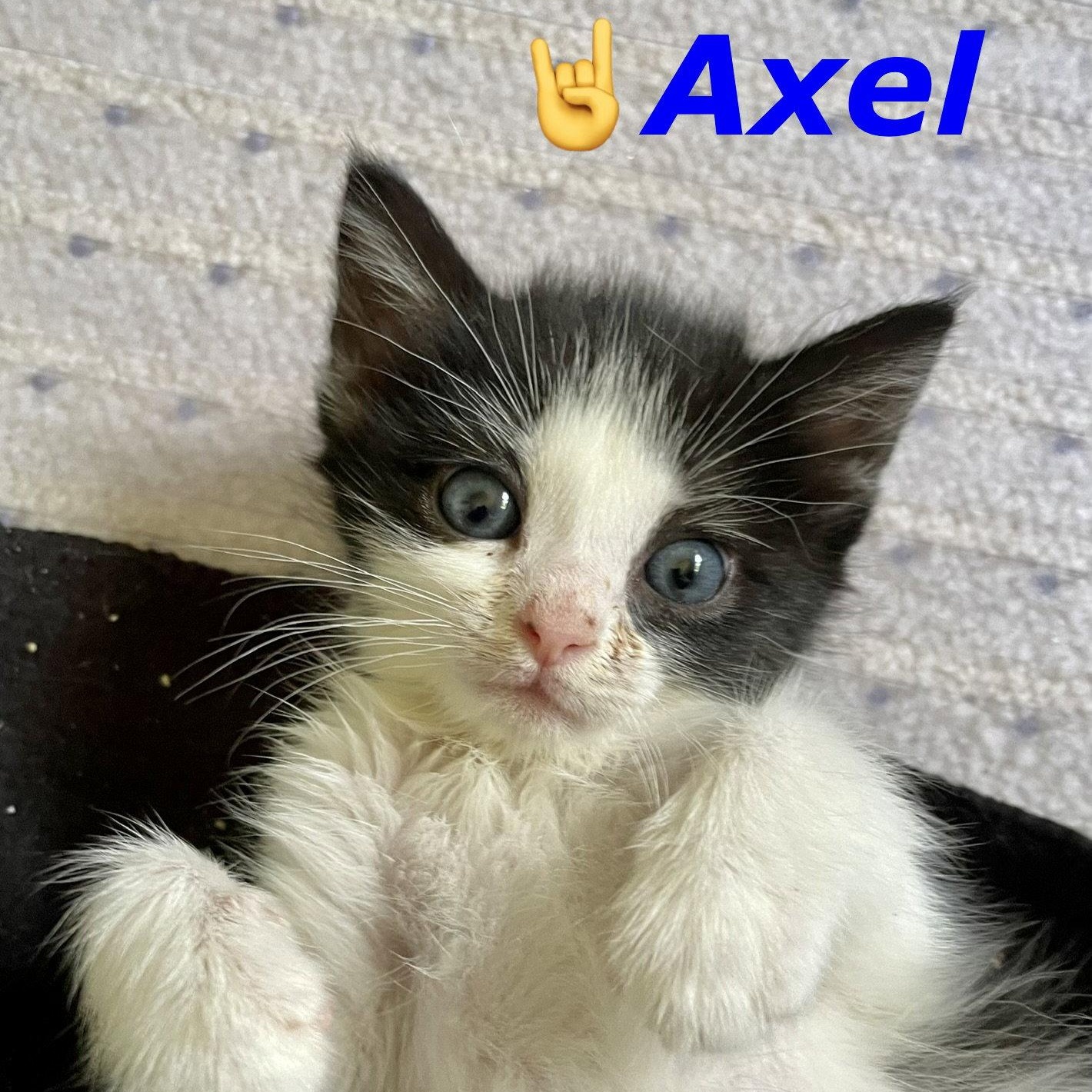 Enlarge Axel, a Adoptable Domestic Short Hair in Reston, VA image 2/3