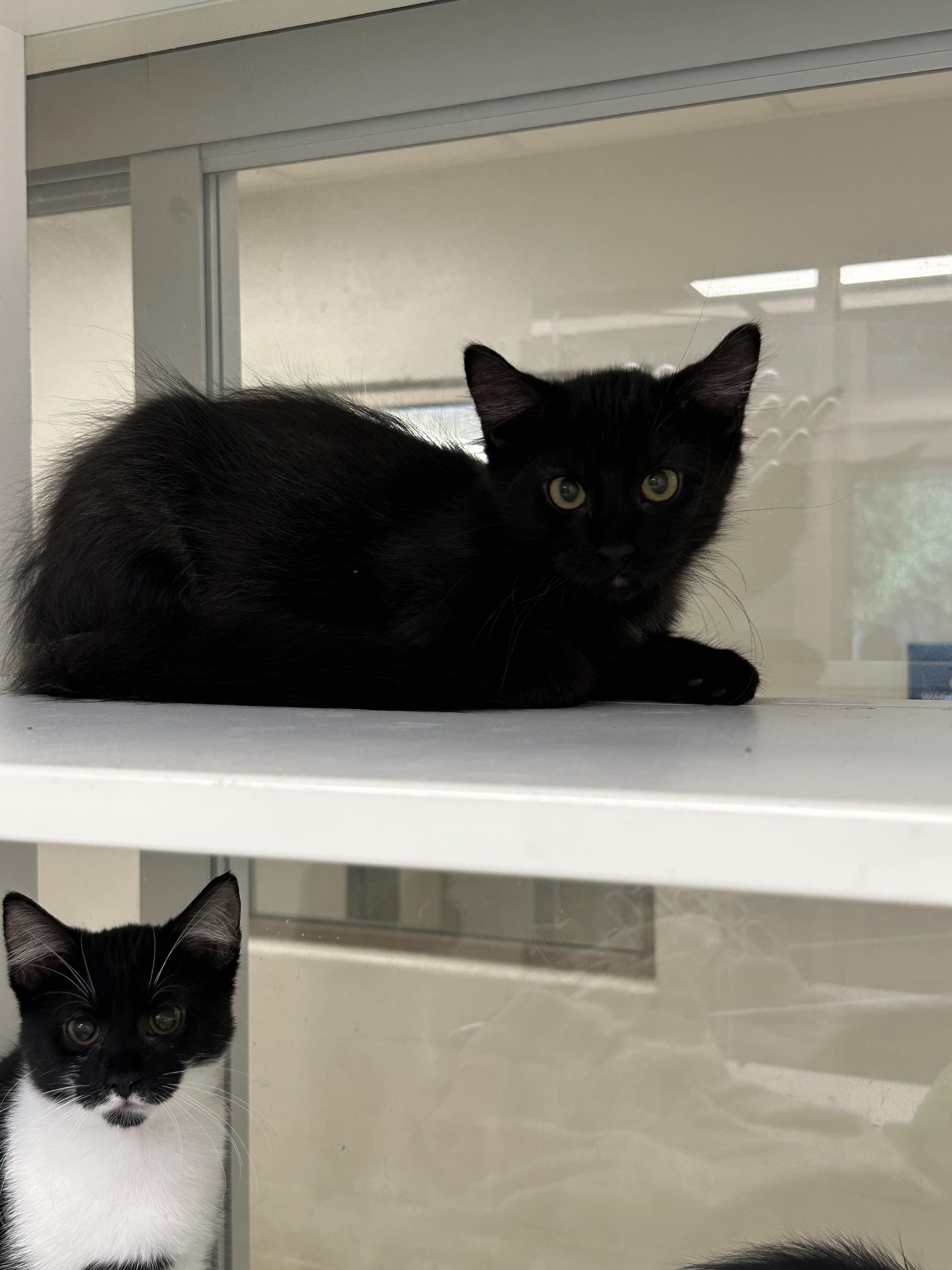 Enlarge Charlie (ID 52781), a ADOPTABLE Domestic Short Hair in Manassas, VA image 2/2