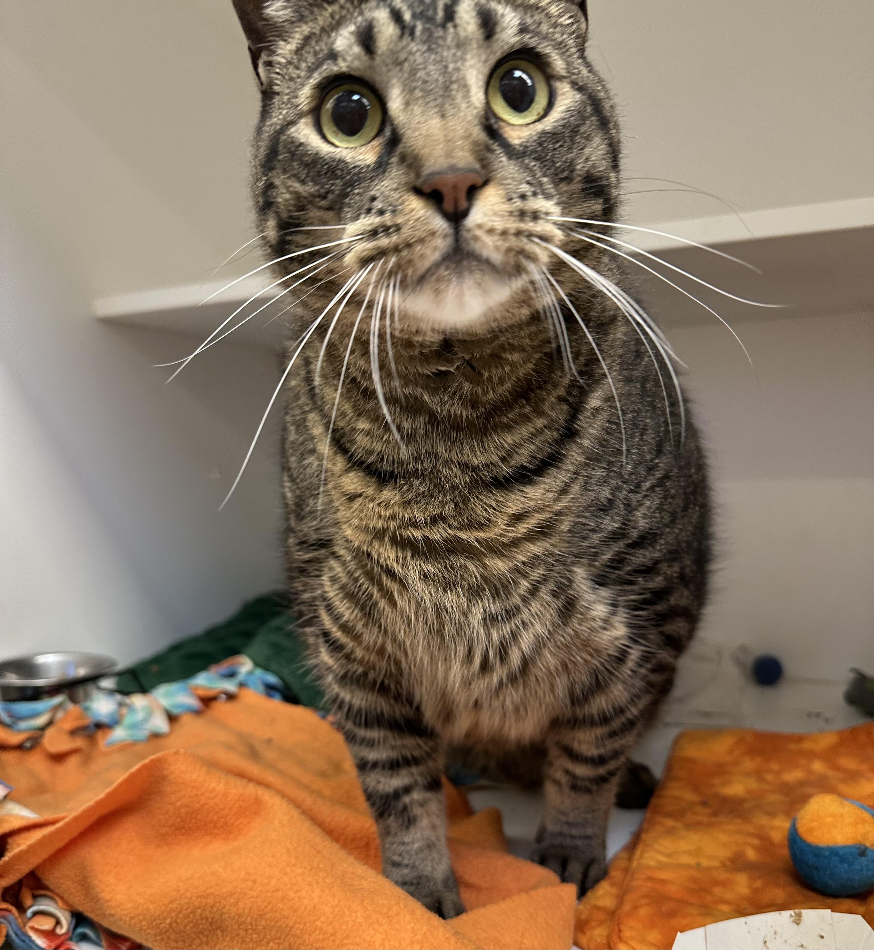 Charlie (ID 52781), ADOPTABLE, Adult Male Domestic Short Hair.