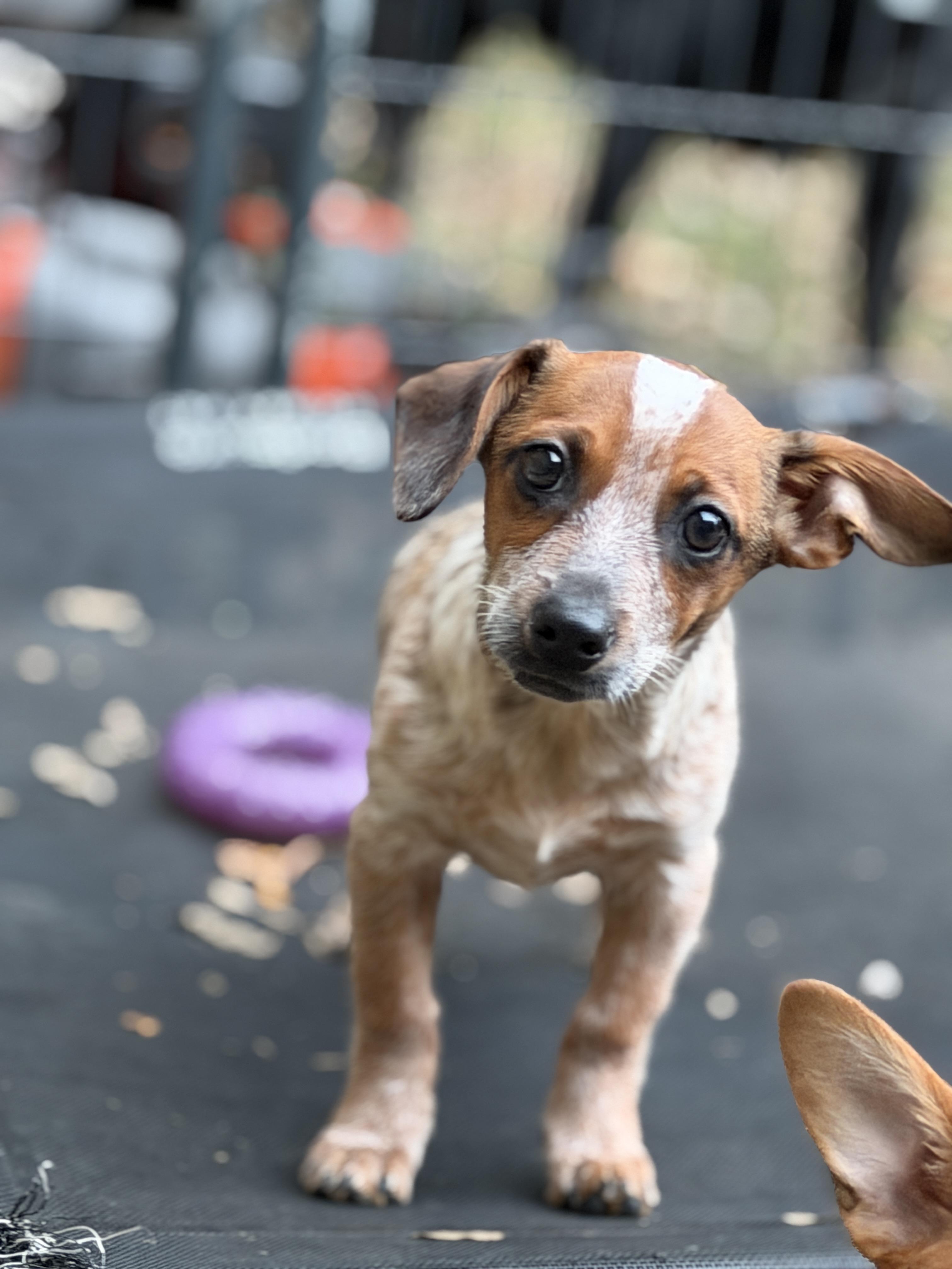 Enlarge Mr. Moseby, a Adoptable mixed breed in Jeffersonville, IN image 1/3