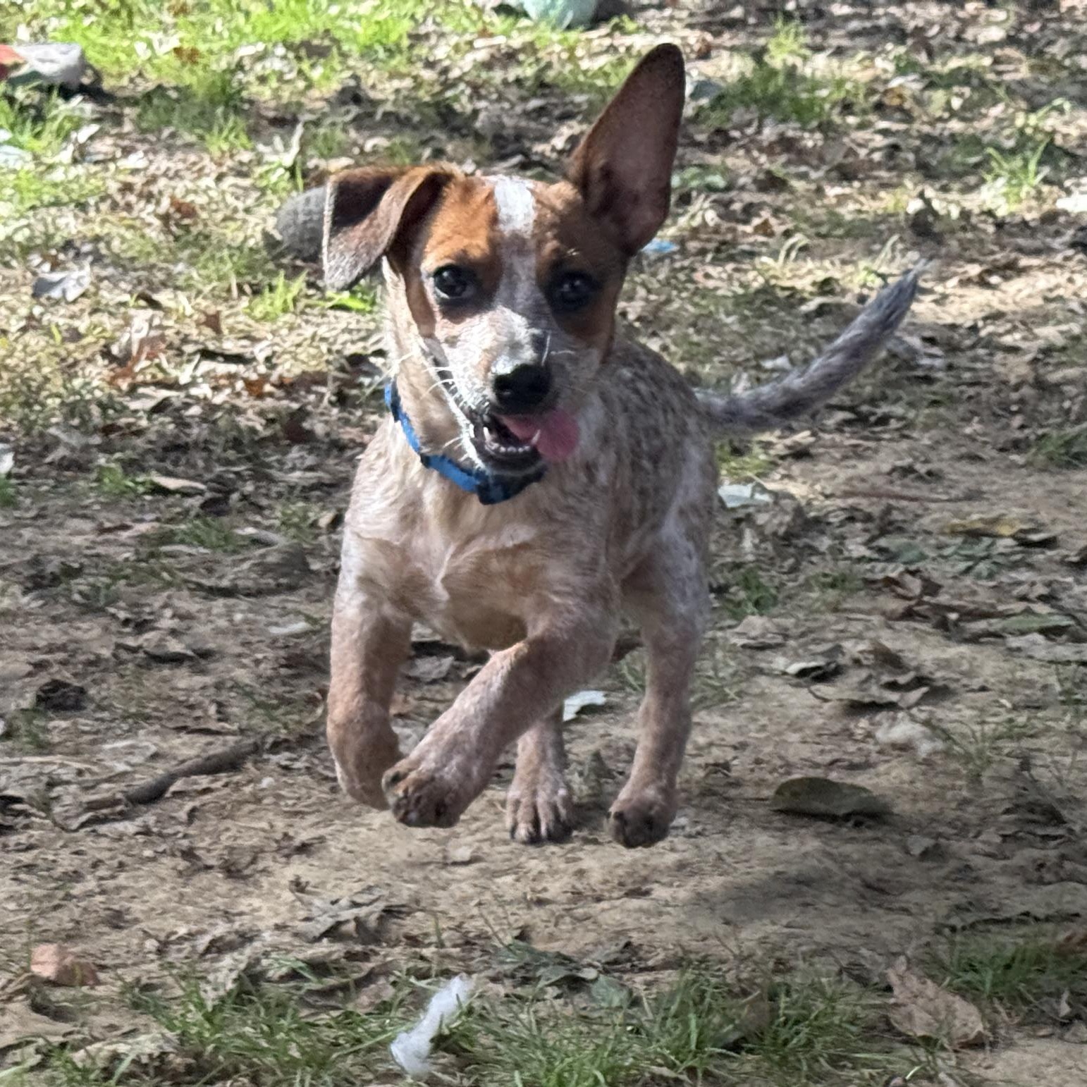 Mr. Moseby, Adoptable, Puppy Male Chihuahua & Australian Cattle Dog / Blue Heeler.