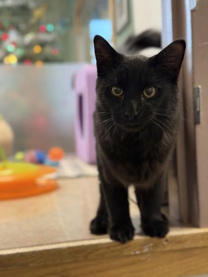 Enlarge Batman, an adoptable mixed breed in Eagle, CO image 1/1