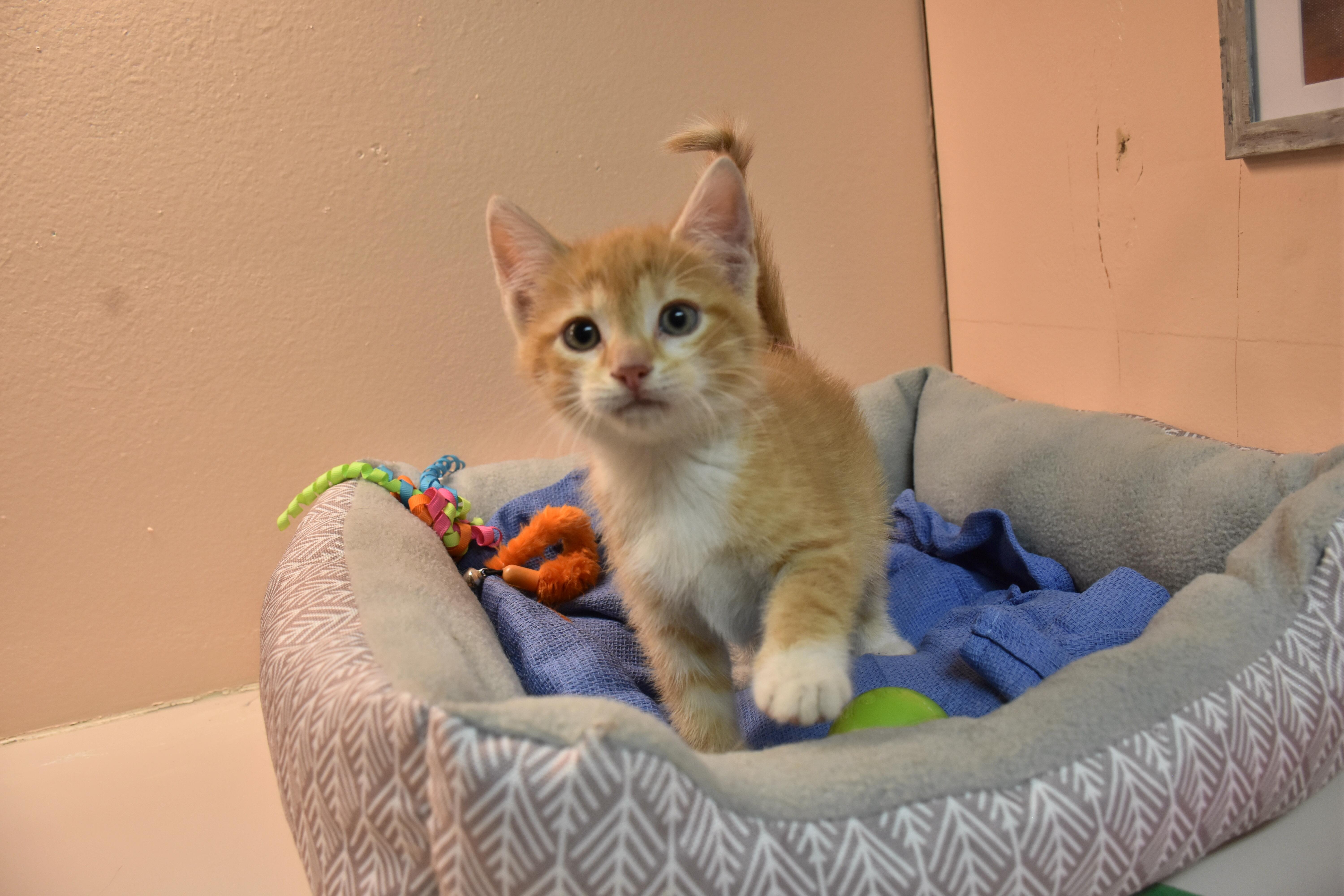 Apricot, ADOPTABLE, Kitten Female Domestic Short Hair.