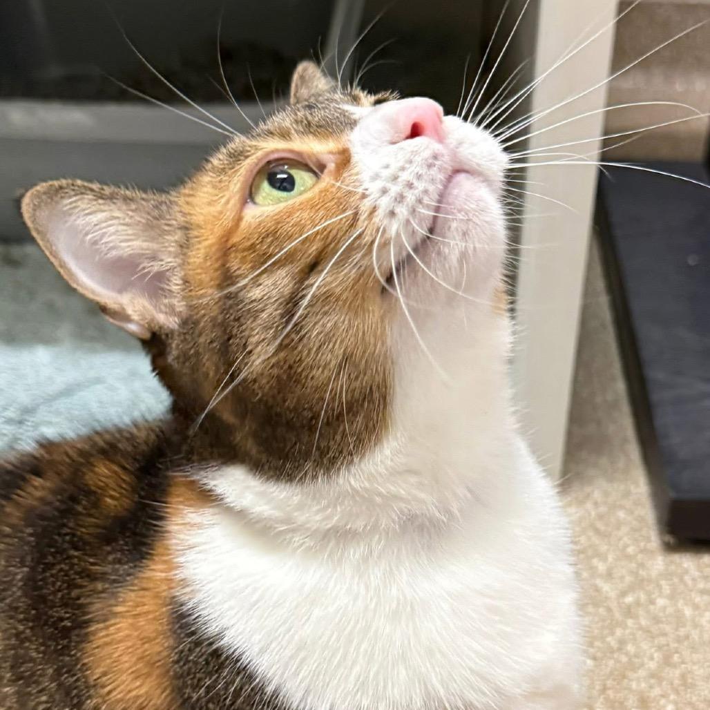 Enlarge Gracie, a Adoptable Domestic Short Hair in League City, TX image 1/6