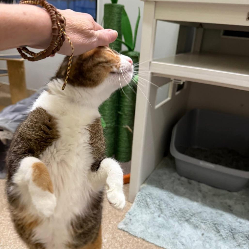 Enlarge Gracie, a Adoptable Domestic Short Hair in League City, TX image 2/6