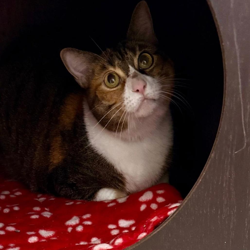 Enlarge Gracie, a Adoptable Domestic Short Hair in League City, TX image 3/6