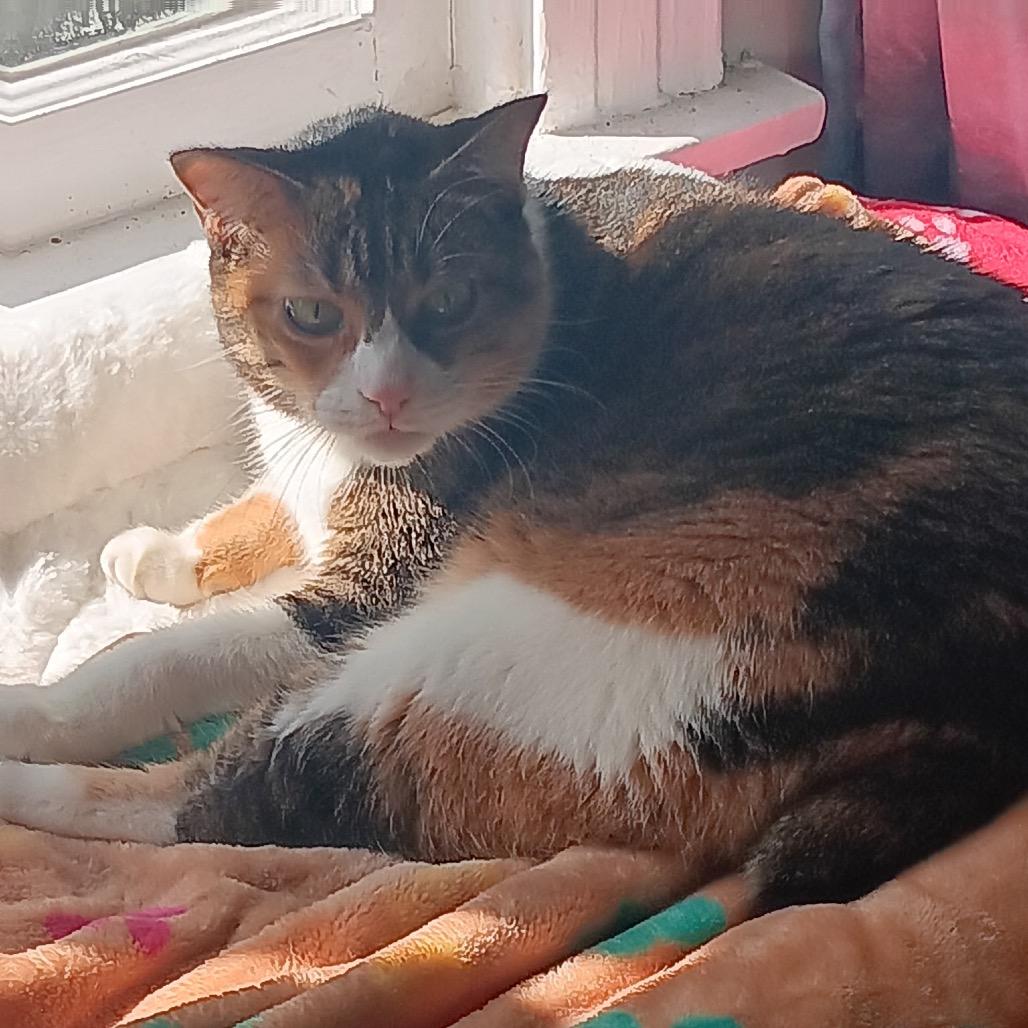 Enlarge Gracie, a Adoptable Domestic Short Hair in League City, TX image 4/6