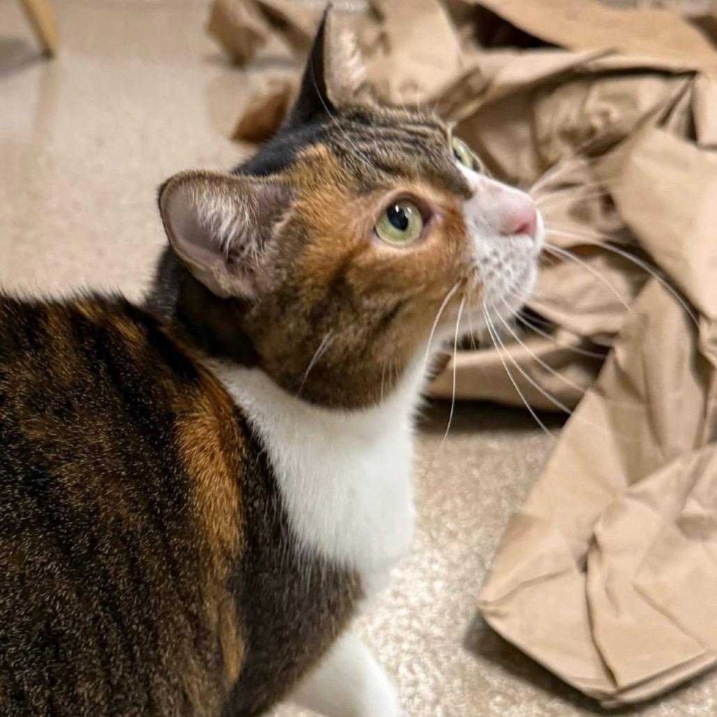 Enlarge Gracie, a Adoptable Domestic Short Hair in League City, TX image 6/6