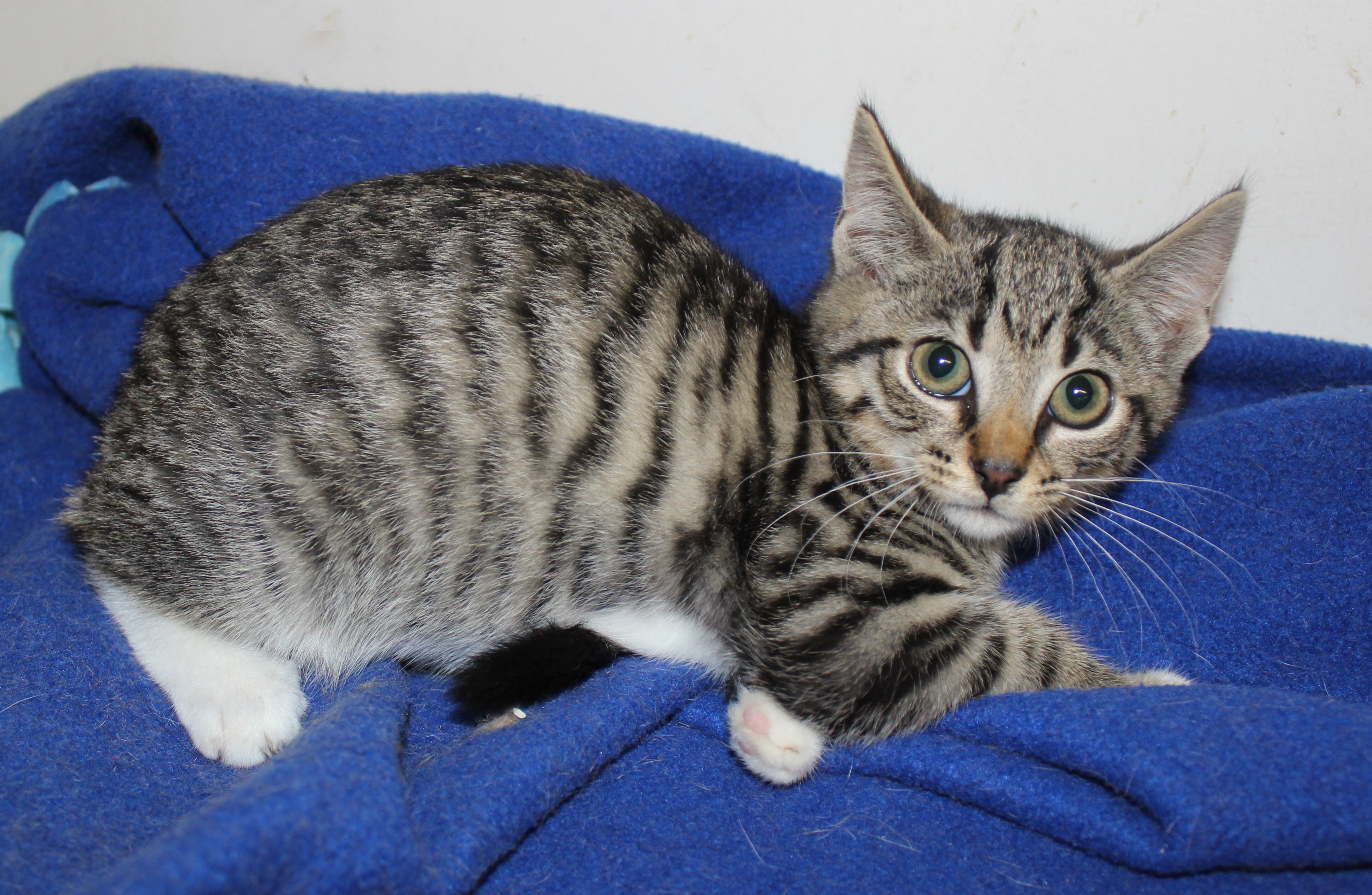 Mira, a Adoptable Domestic Short Hair in Stuart, VA image 1/2