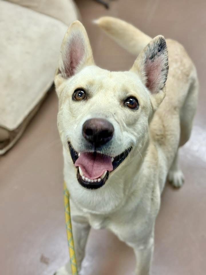 Biff, an adopted mixed breed in Chicago, IL image 1/5