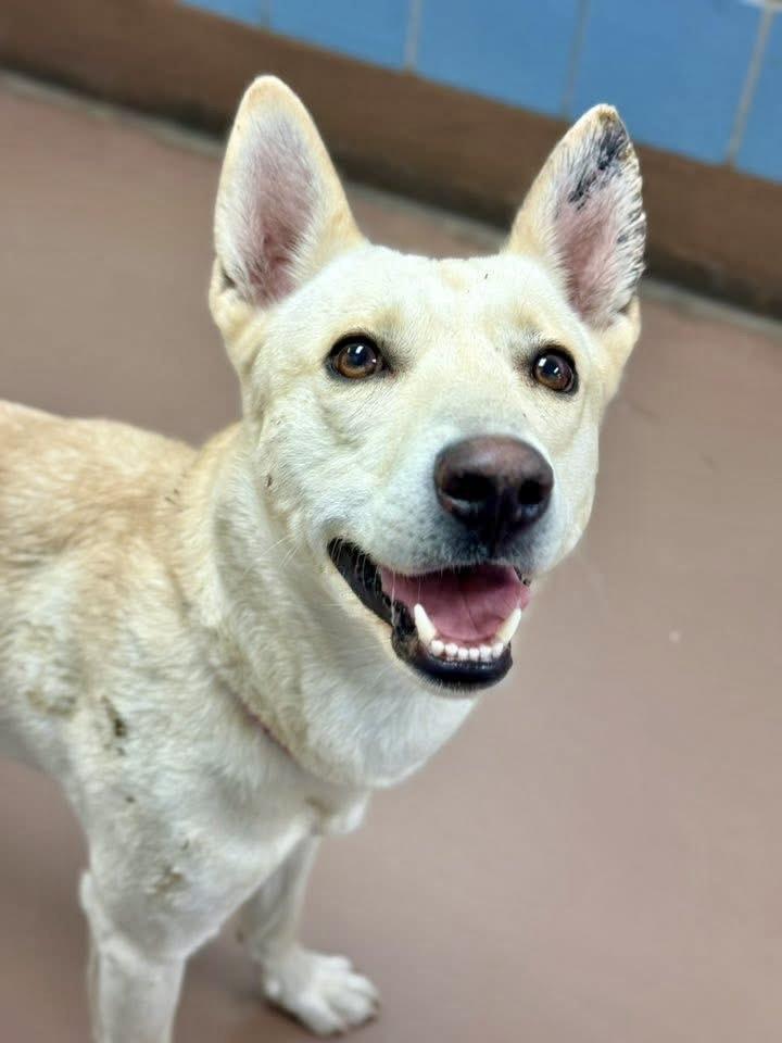 Biff, ADOPTABLE, Adult Male Labrador Retriever & Husky.