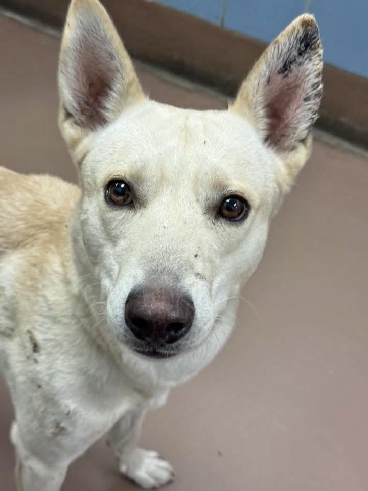 Biff, an adopted mixed breed in Chicago, IL image 3/5