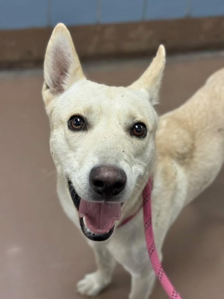 Biff, an adopted mixed breed in Chicago, IL image 4/5