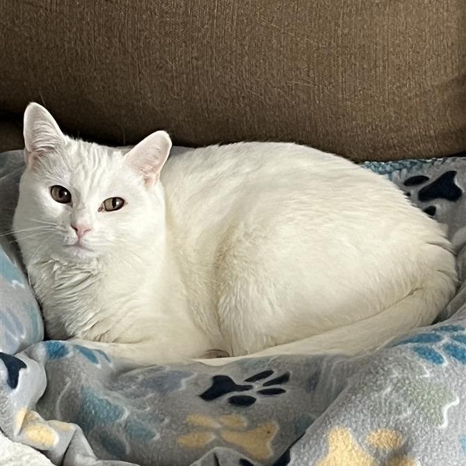 Enlarge Coral (bonded with Kelp), a Adoptable Domestic Short Hair in Fairfax, VA image 1/1