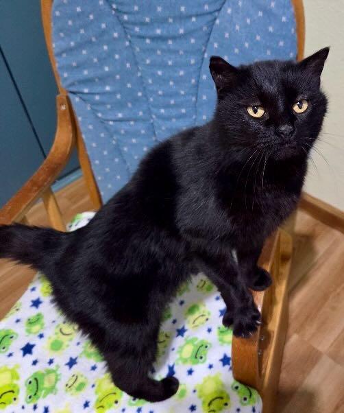 Enlarge Bear, a Adoptable mixed breed in Seattle, WA image 1/4