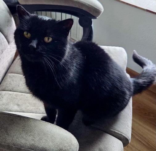 Enlarge Bear, a Adoptable mixed breed in Seattle, WA image 4/4