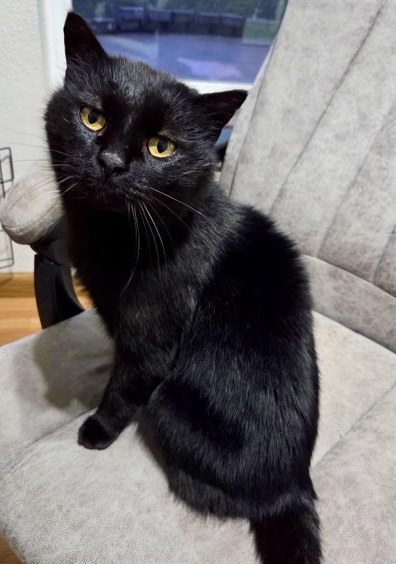 Enlarge Bear, a Adoptable mixed breed in Seattle, WA image 2/4