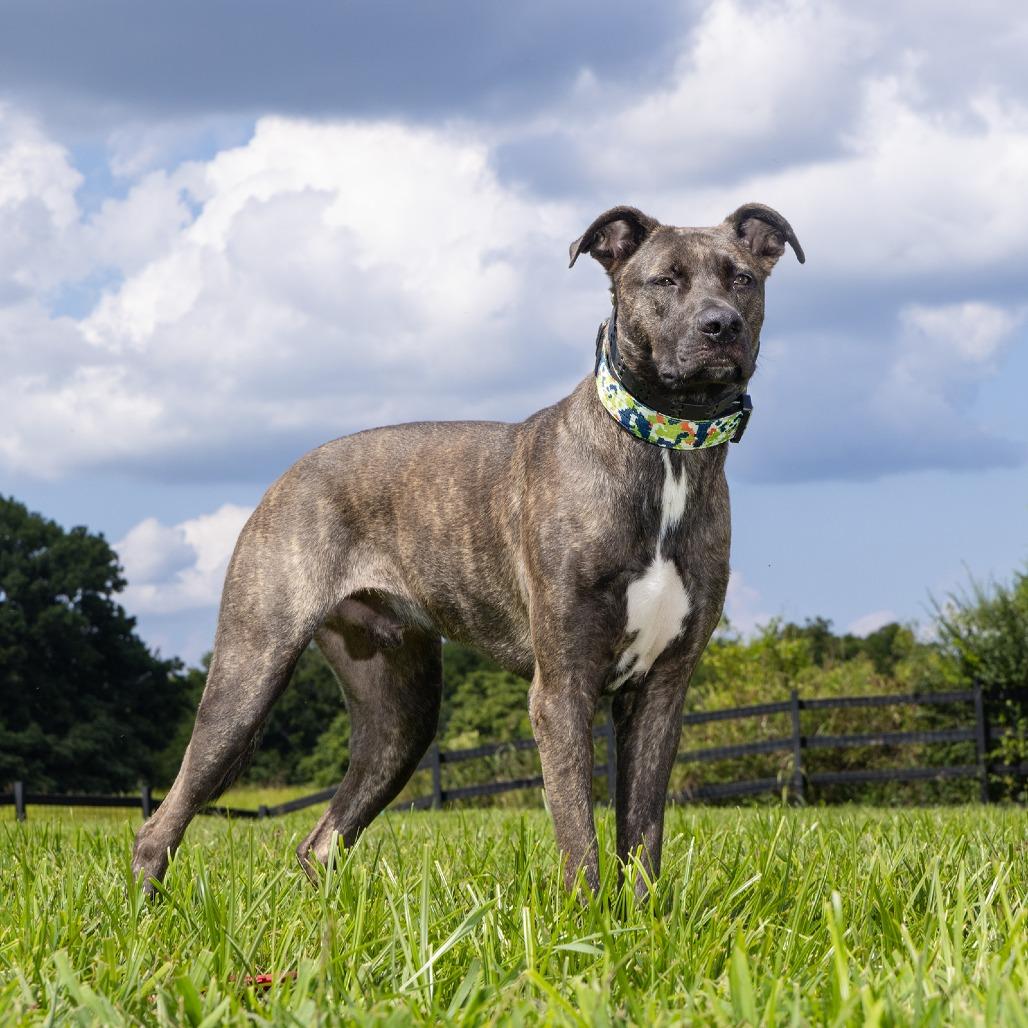 Draco, Adoptable, Adult Male Mixed Breed.