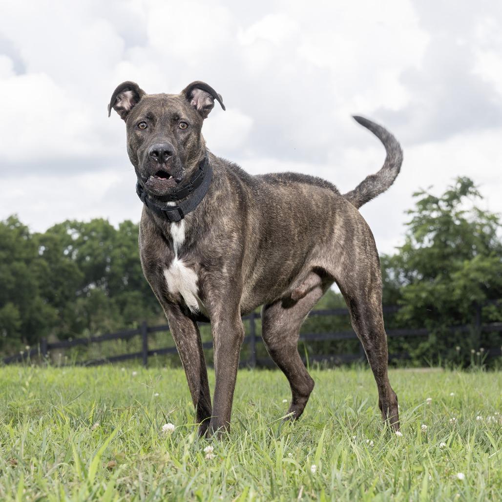 Enlarge Draco, a Adoptable Mixed Breed in Franklin, TN image 2/3