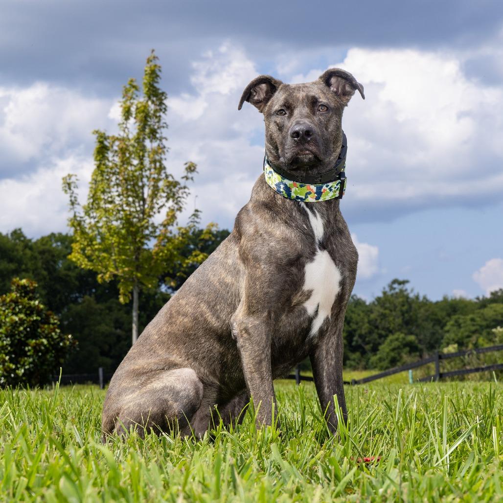 Enlarge Draco, a Adoptable Mixed Breed in Franklin, TN image 3/3