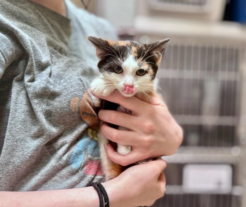 Enlarge Tardis, a Adoptable Domestic Short Hair in Wooster, OH image 1/1