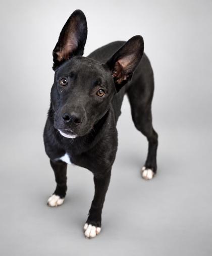 Enlarge Beam, a Adoptable mixed breed in Bowling Green, KY image 1/2