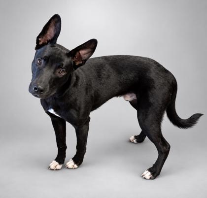 Enlarge Beam, a Adoptable mixed breed in Bowling Green, KY image 2/2