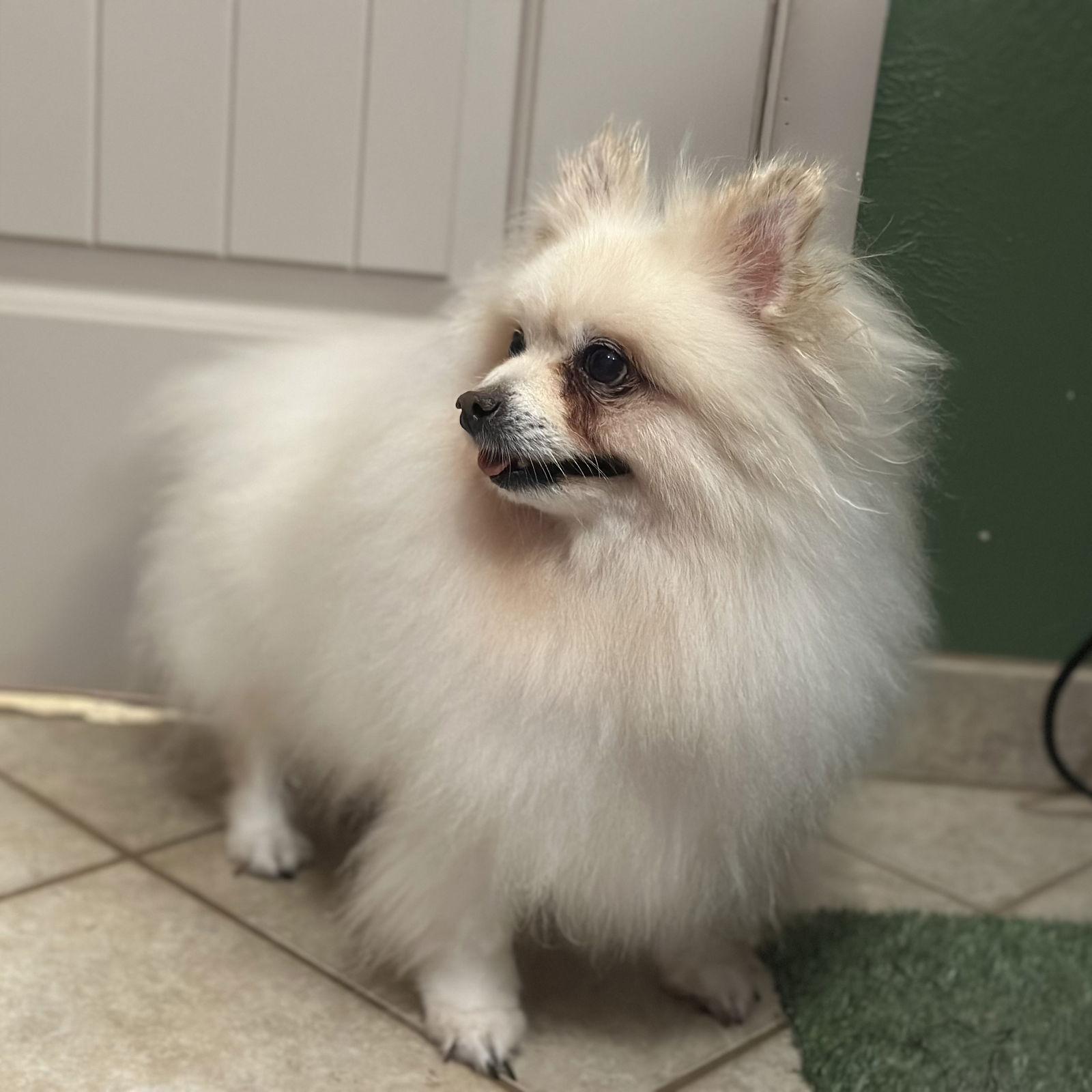 Caspian, Adoptable, Young Male Pomeranian.