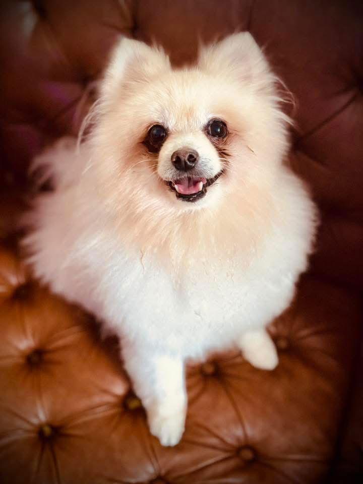 Enlarge Caspian, a Adoptable Pomeranian in Garland, TX image 2/3