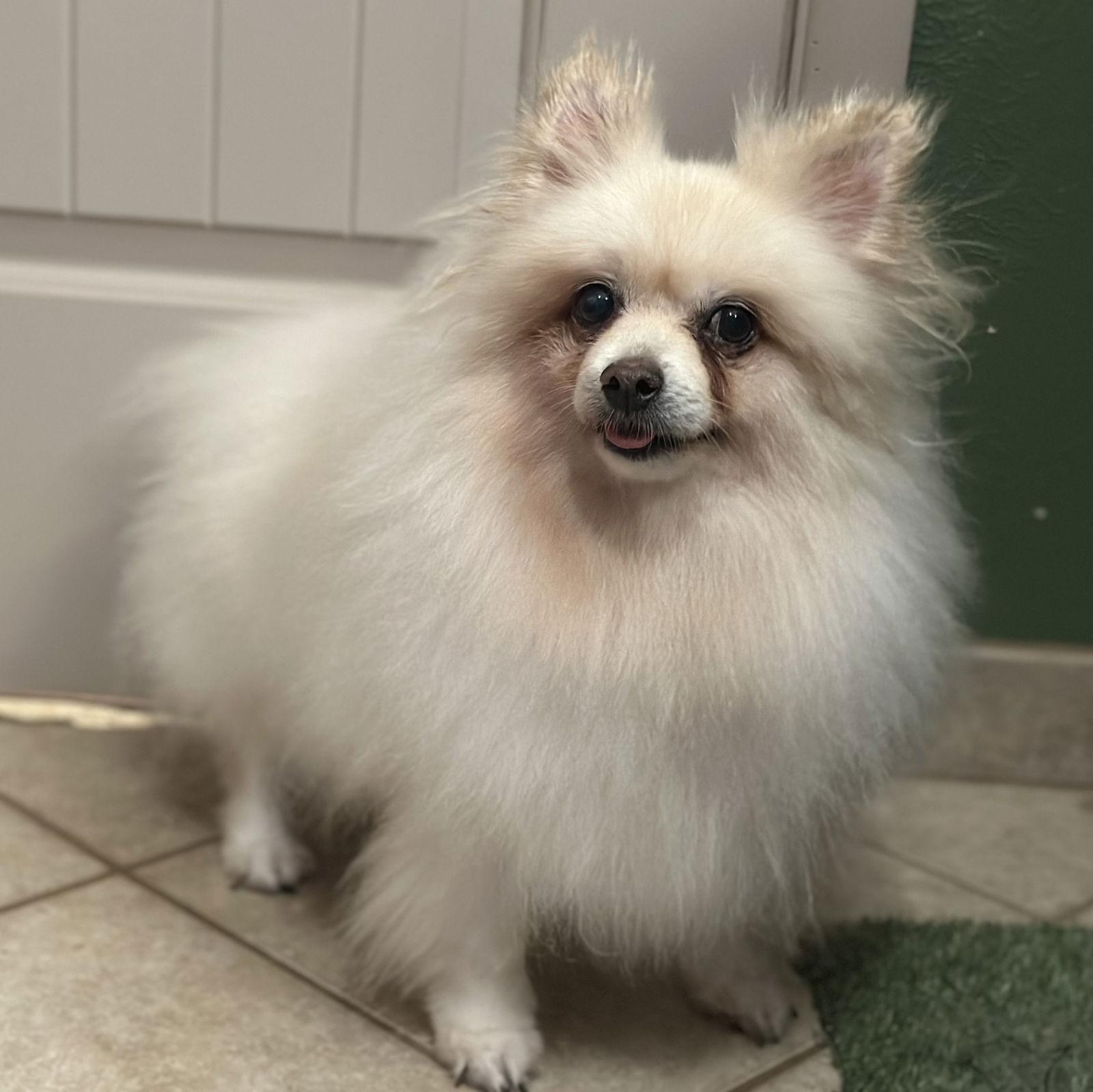 Enlarge Caspian, a Adoptable Pomeranian in Garland, TX image 2/3