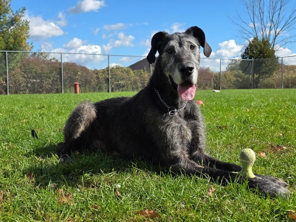Onyx, Adoptable, Adult Male Irish Wolfhound.
