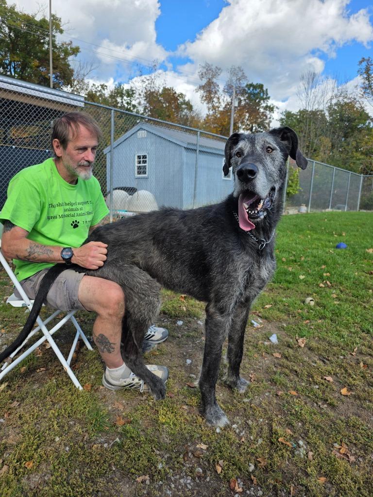 Enlarge Onyx, a Adoptable Irish Wolfhound in Sprakers, NY image 2/3